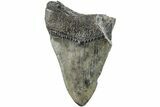 Partial, Fossil Megalodon Tooth #194024-1